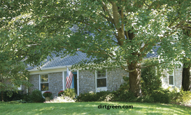 The Best Grass Seeds for Shade