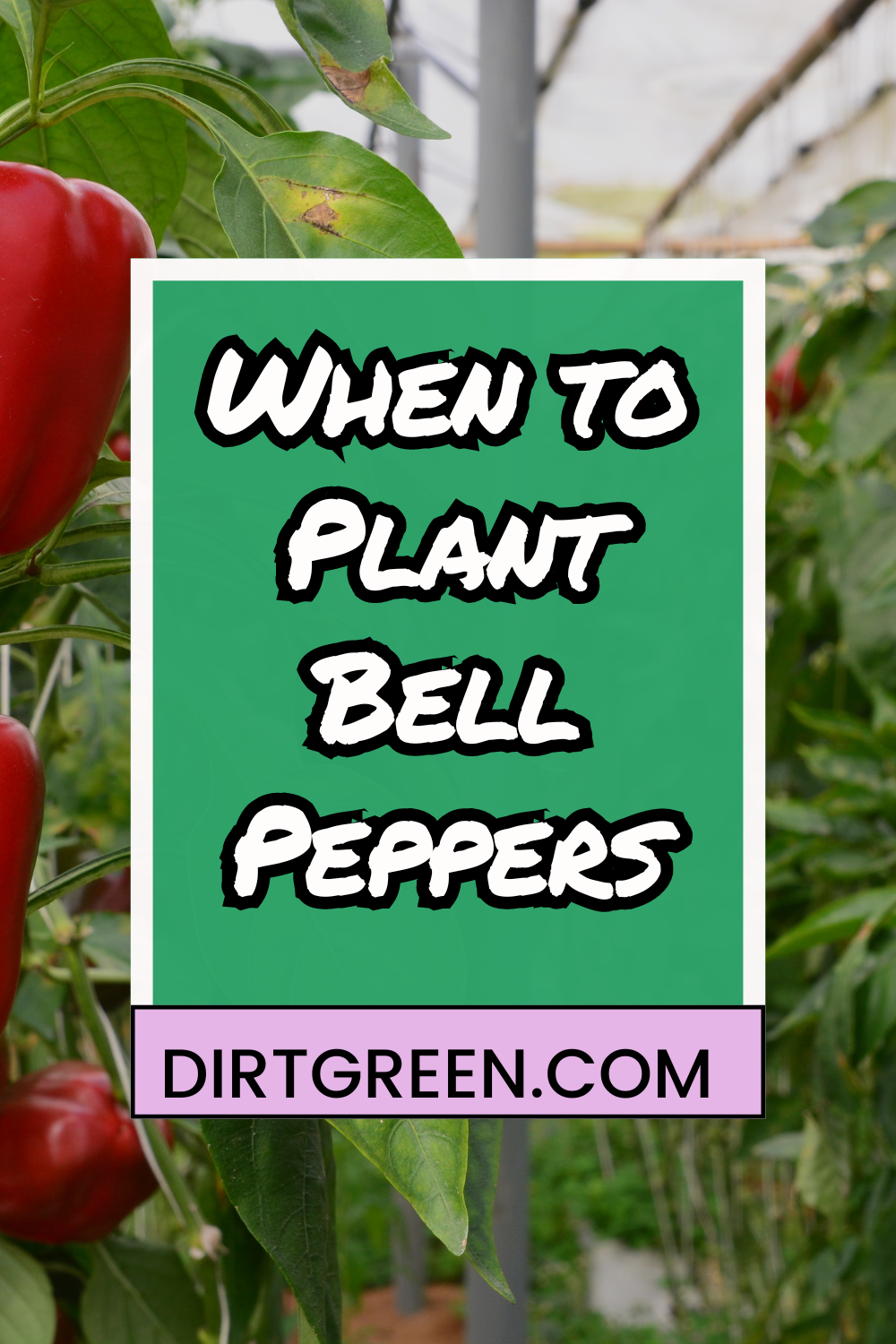 When to Plant Bell Peppers