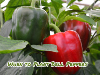 When to Plant Bell Peppers