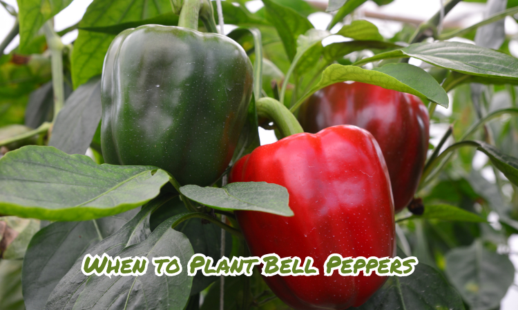 When to Plant Bell Peppers