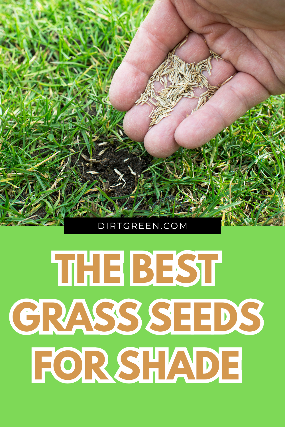 The Best Grass Seeds for Shade