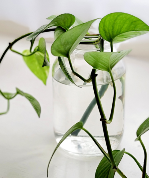Indoor Plants That Grow in Water