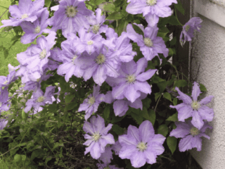 7 Climbing Plants for Arbors
