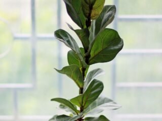 Fiddle Leaf Fig