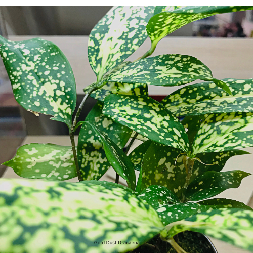 Gold Dust Dracaena