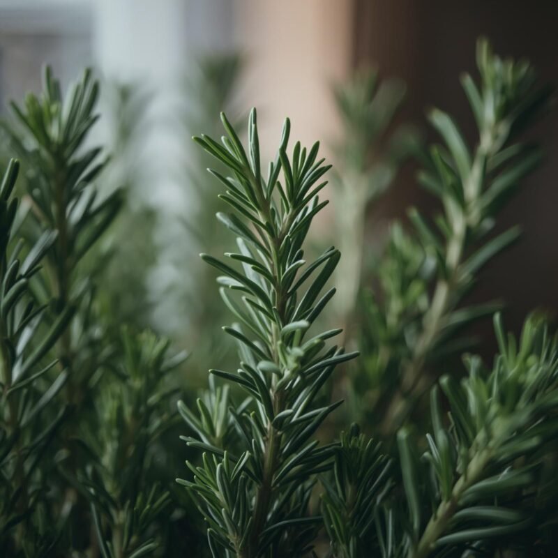Growing rosemary indoors