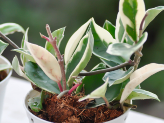 23 Plants for Your Bathroom