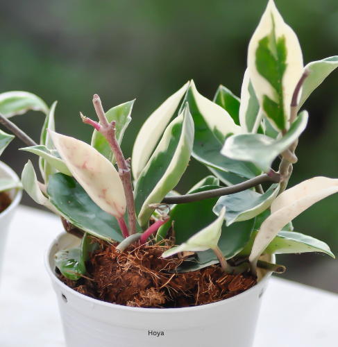 23 Plants for Your Bathroom