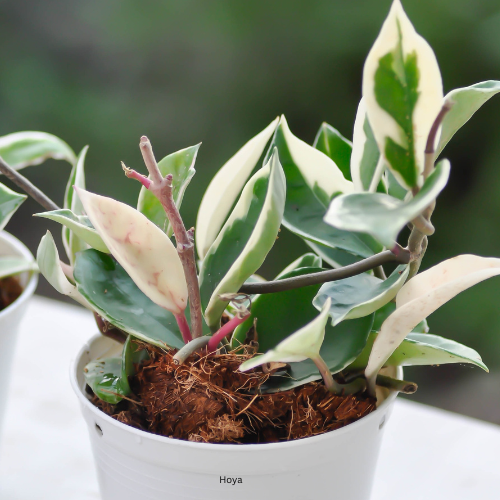 Hoya