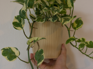 Houseplants For Beginners