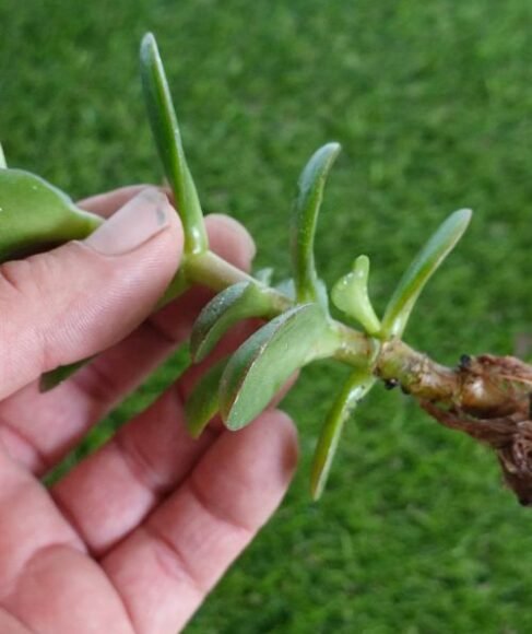 How To Grow Jade Plants