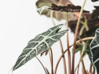 Alocasia Polly: Indoor Growing