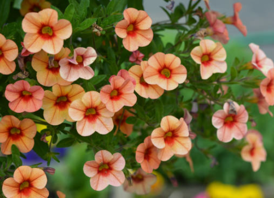 Calibrachoa
