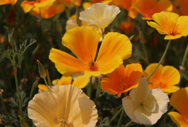 California Poppies
