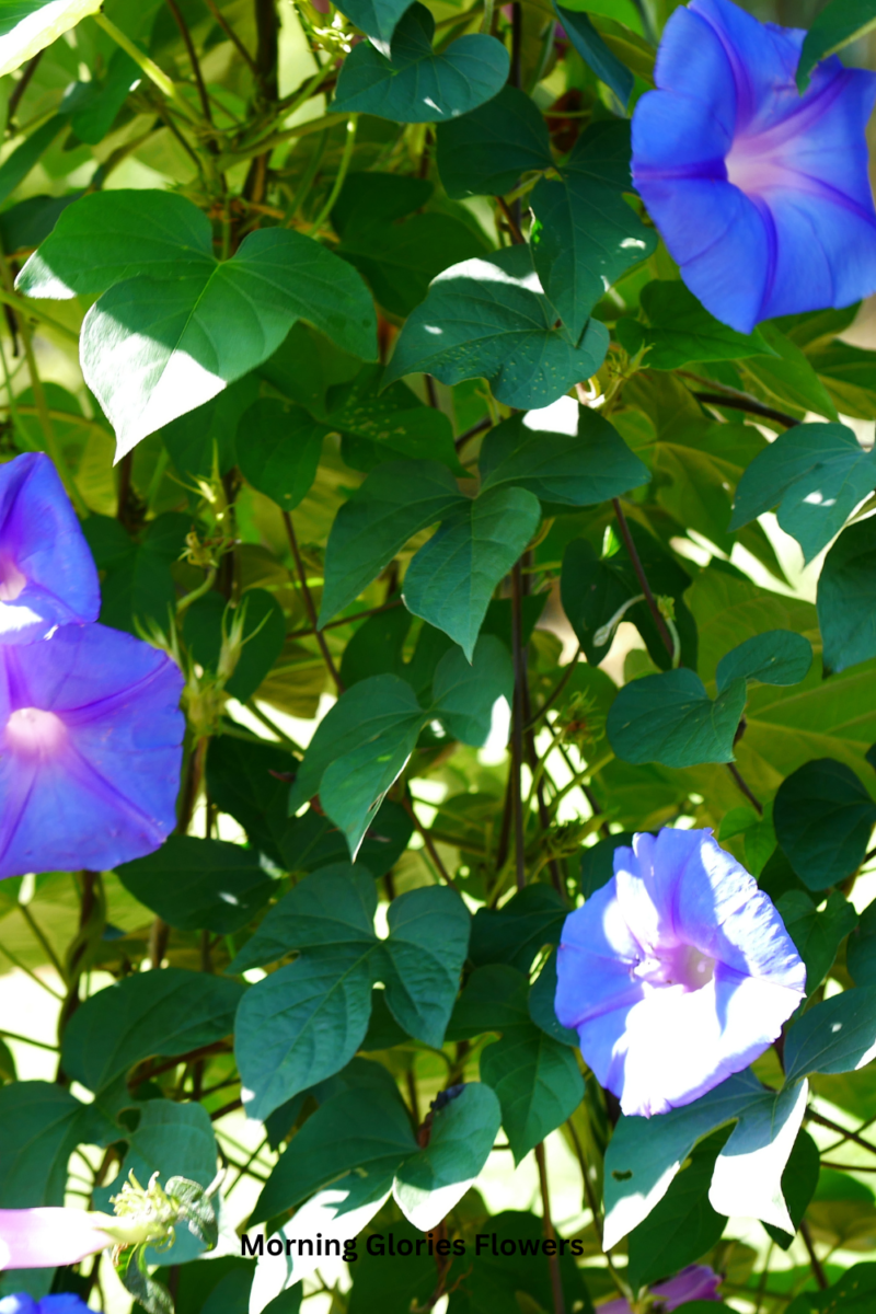 Expert Tips for Growing Morning Glories Flowers