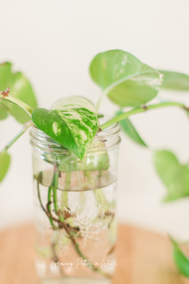 Growing Pothos in Water