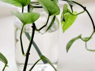 Growing Pothos in Water