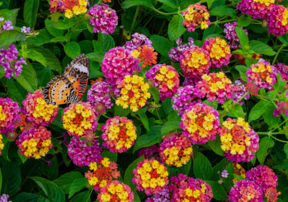 Lantana