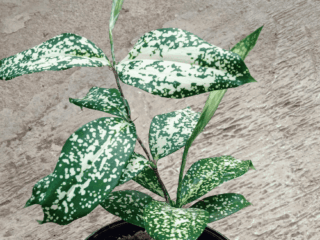 14 Pet-Friendly Houseplants