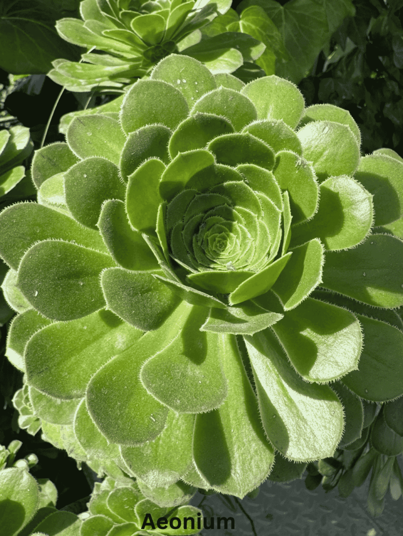Aeonium