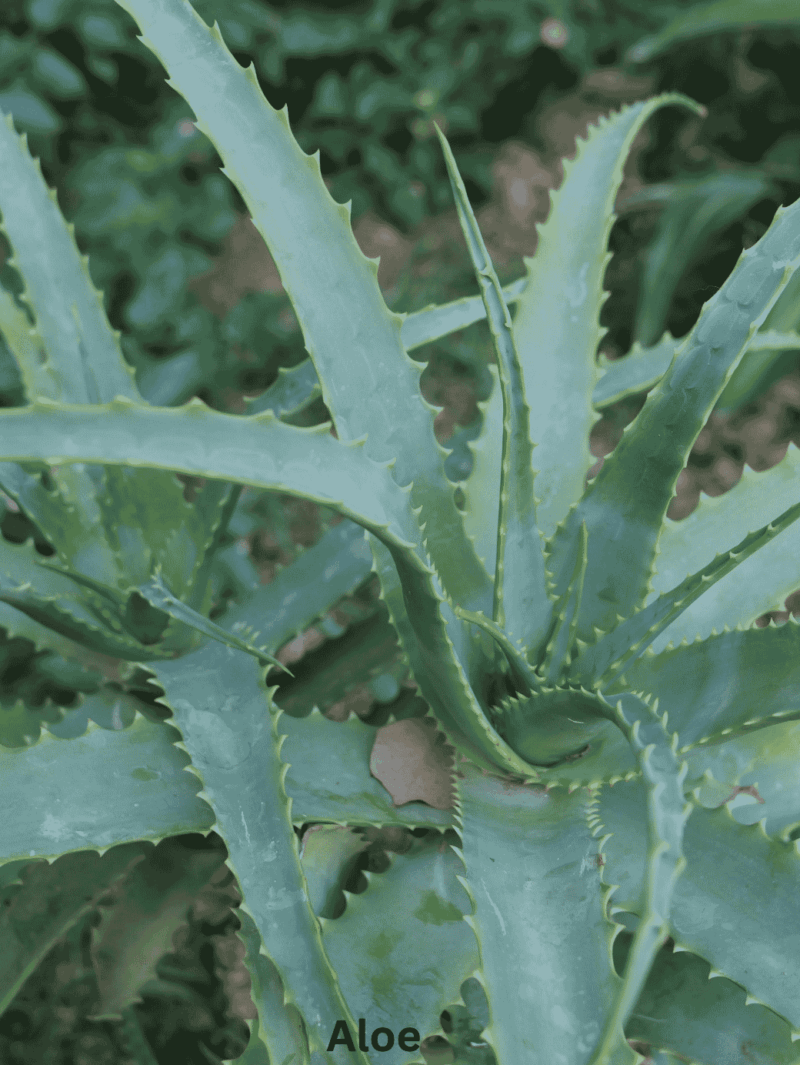 Aloe
