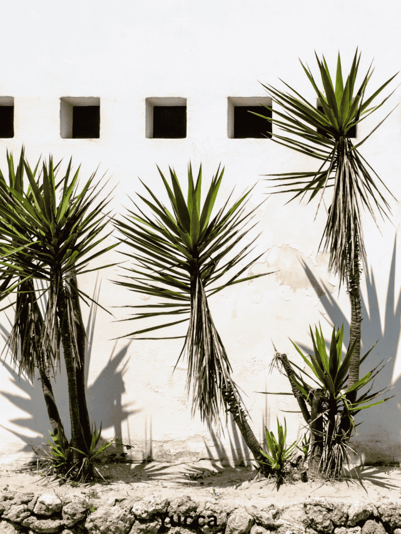 Yucca