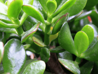 12 Outdoor Succulents for Dry Climates for Easy Yards