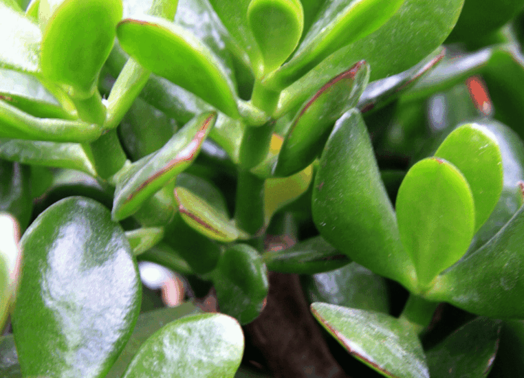 12 Outdoor Succulents for Dry Climates for Easy Yards