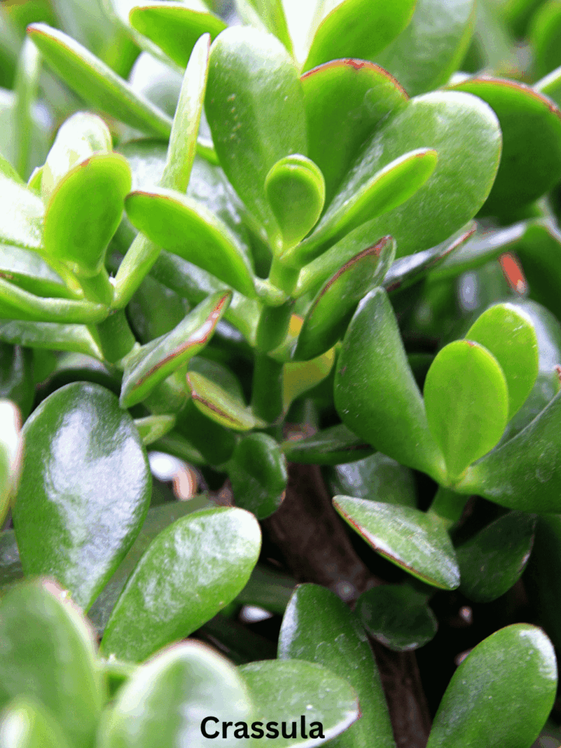Crassula