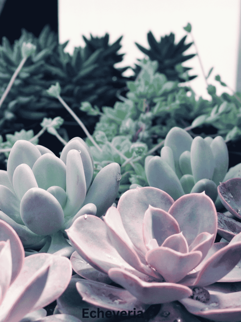 Echeveria