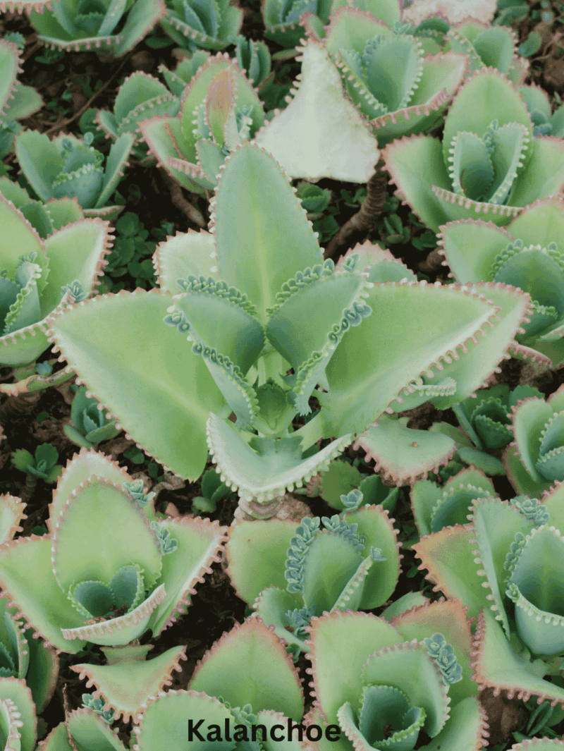 Kalanchoe