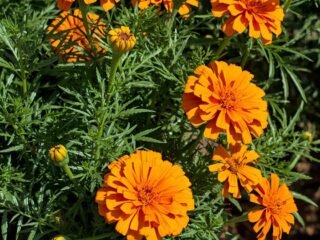 Marigold For Easy Brightness