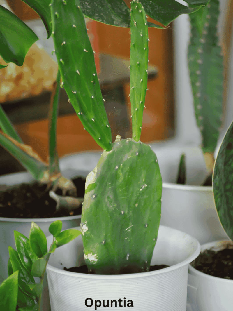 Opuntia
