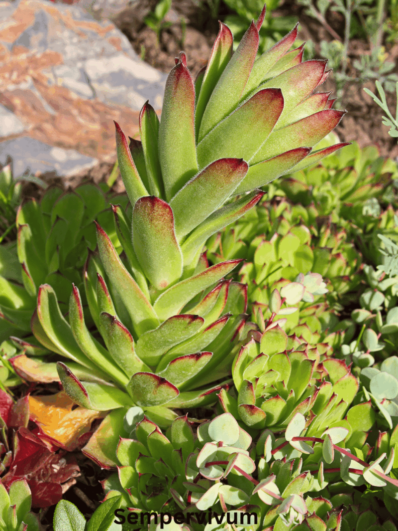 Sempervivum
