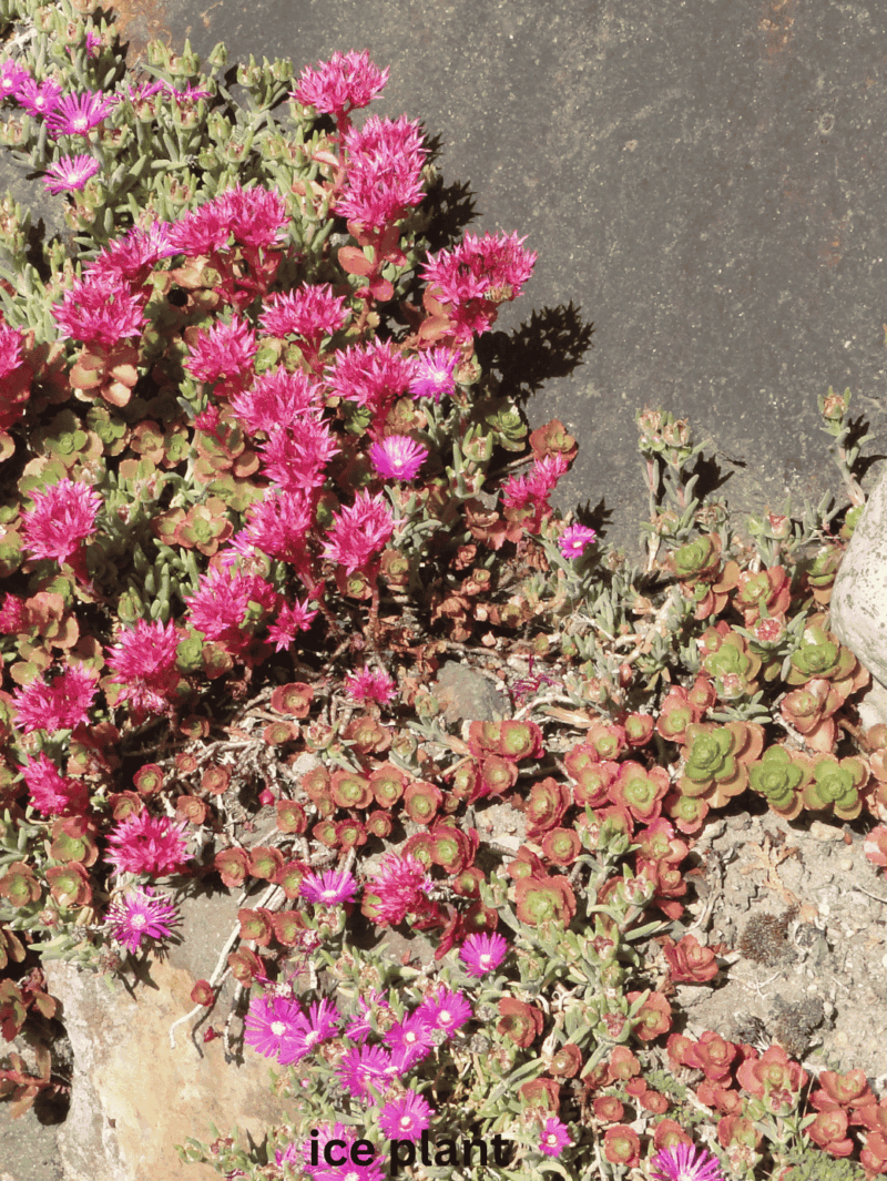 ice plant succulent