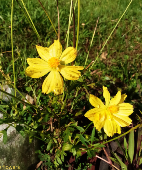 Top 7 Yellow Flowers
