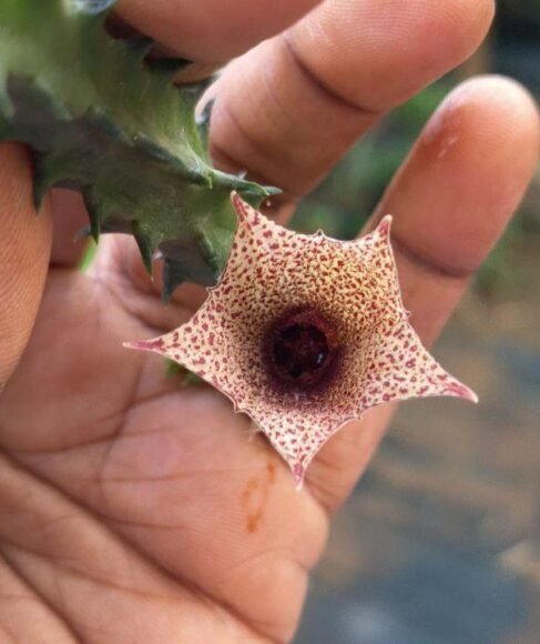 Huernia Succulents