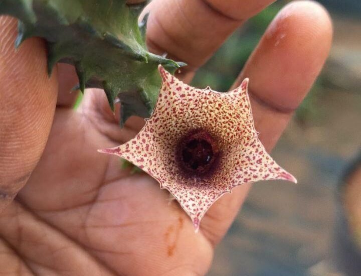Huernia Succulents