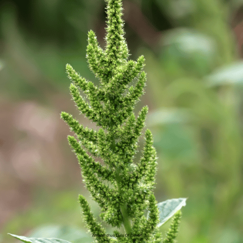 Amaranthus Tails Of Green