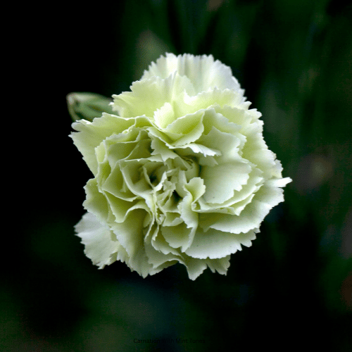Carnation With Mint Tones