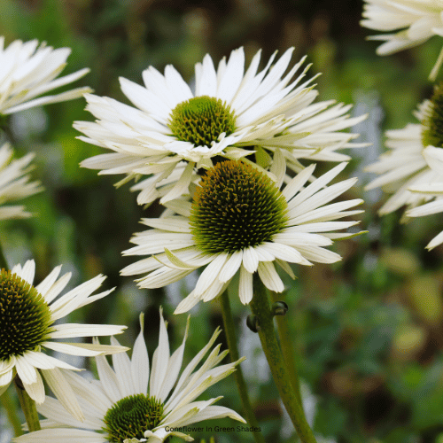 Coneflower In Green Shades
