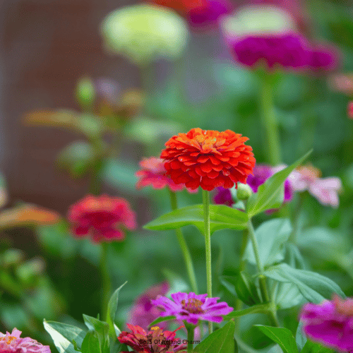 Green Zinnia Garden Spark