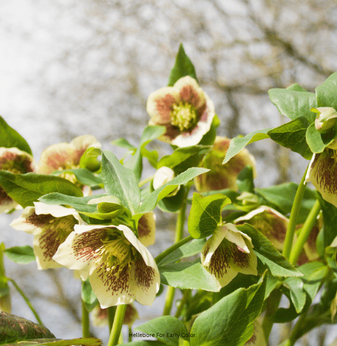 15 Beautiful Green Flowers That Actually Stand Out