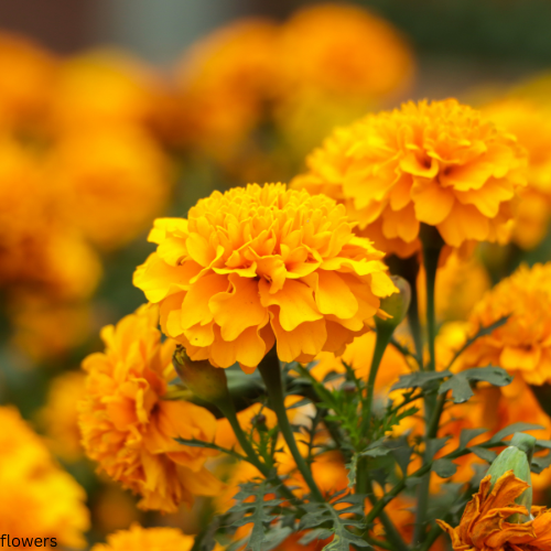 Marigolds
