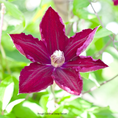 Rouge Cardinal Deep Velvet