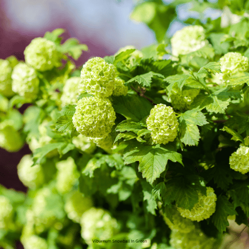 Viburnum Snowball In Green
