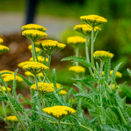 Yarrow