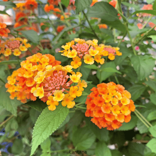 Lantana