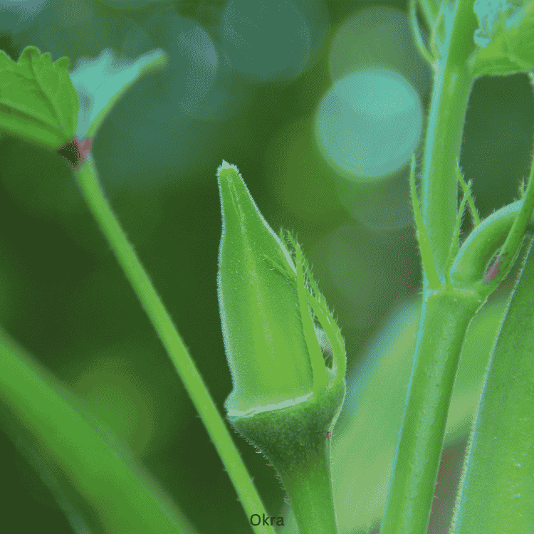 Okra