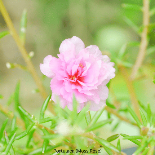 Portulaca (Moss Rose)